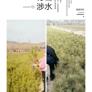 油松杯苗。30到70公分