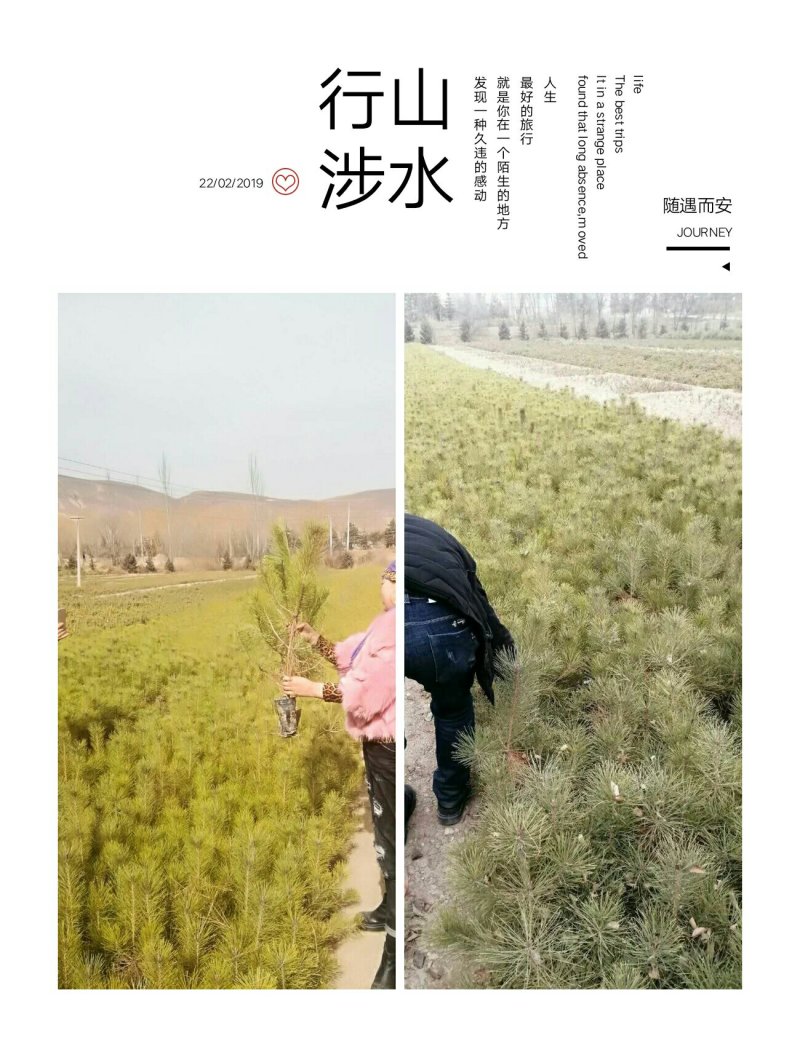 油松杯苗。30到70公分