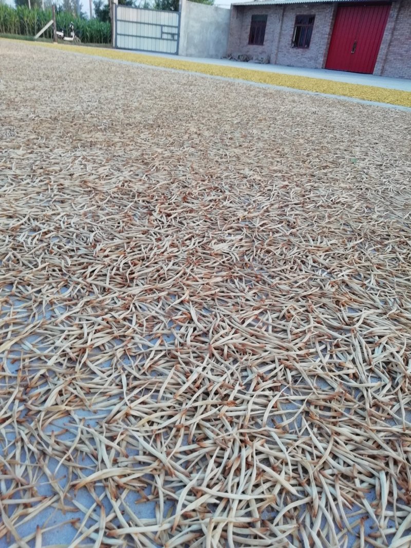 陕西优质黄花菜苗，栽培好品种才是硬道理，包回收上地指导