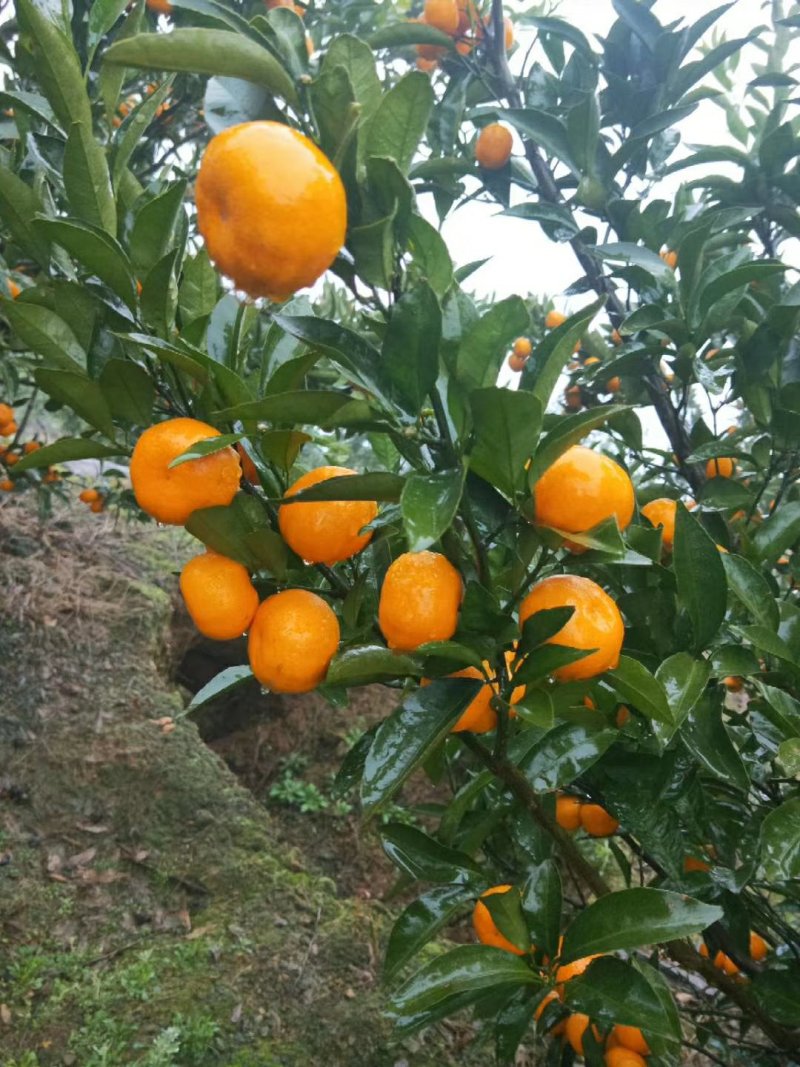 阳朔马水桔，个头大，水分足，不返青，味道甜蜜。