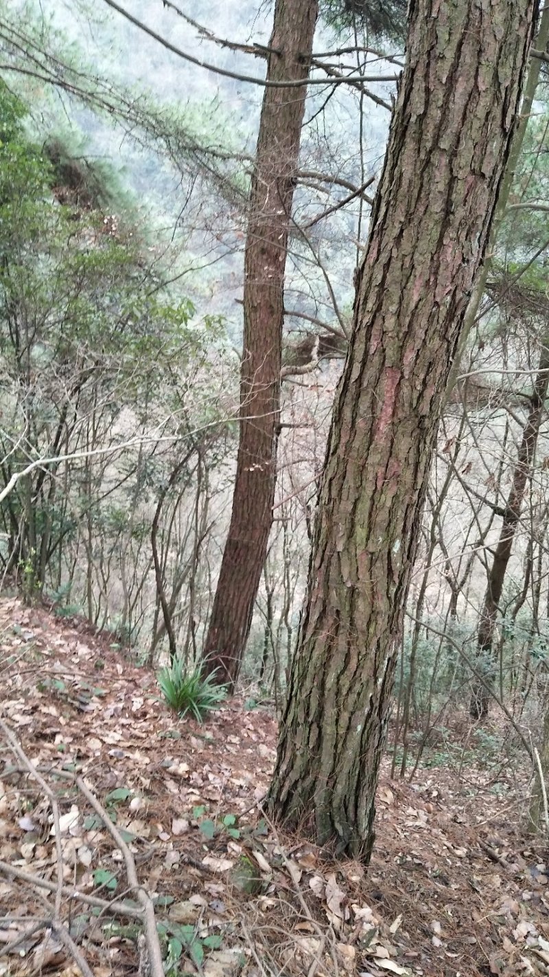 深山空谷幽兰(剑兰)