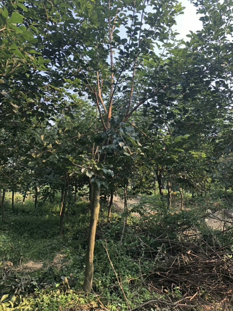 黄花风铃木
