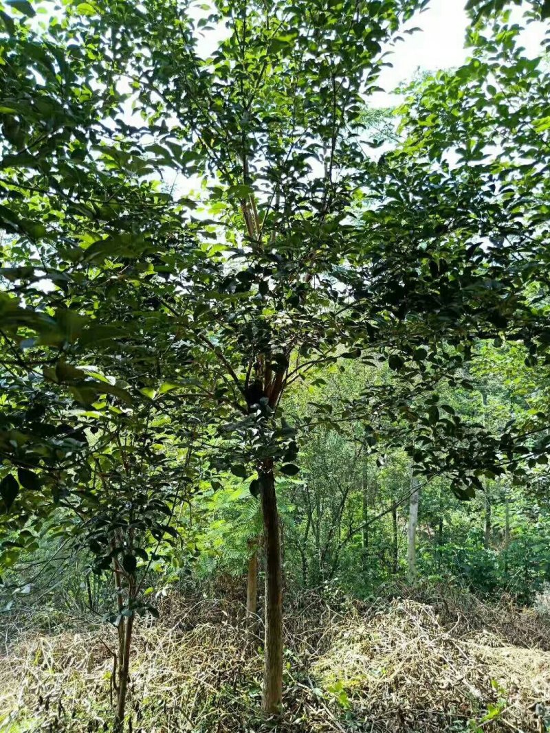 黄花风铃木