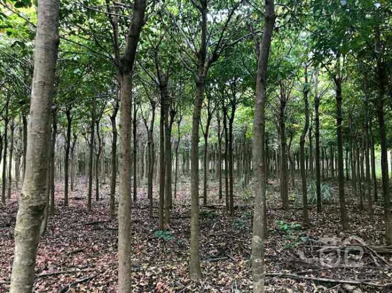 黄花风铃木