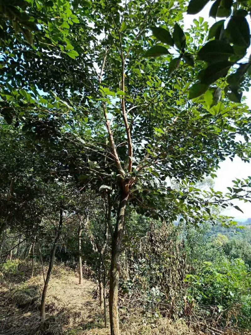 黄花风铃木