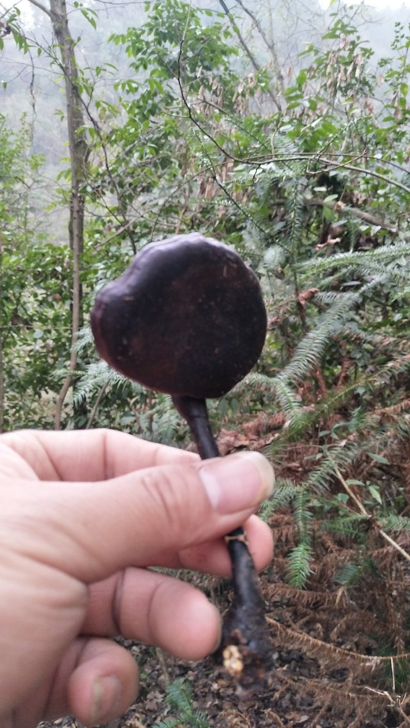 灵芝王(湘西野生赤灵芝)