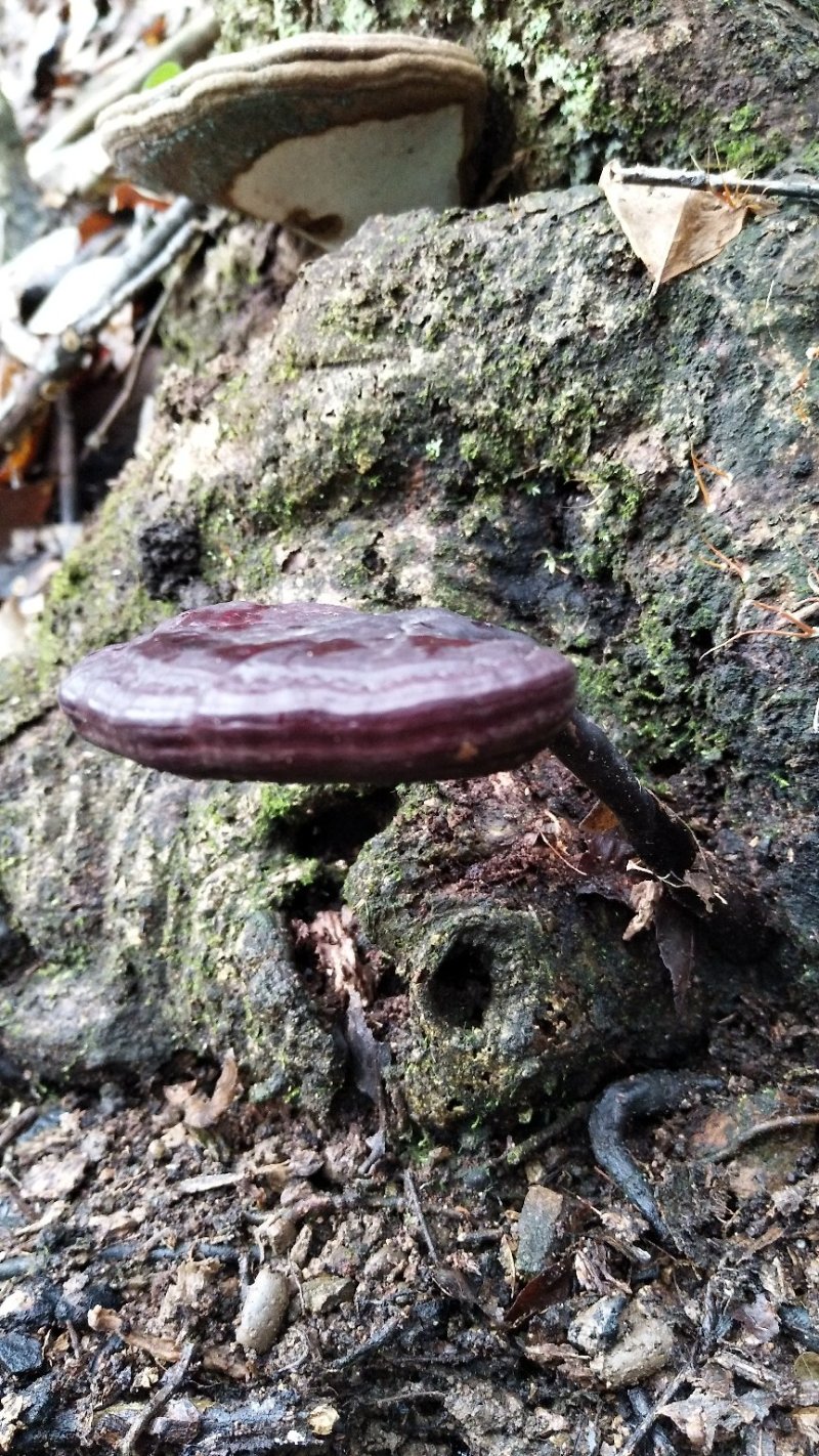 灵芝王(湘西野生赤灵芝)