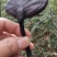 灵芝王(湘西野生赤灵芝)