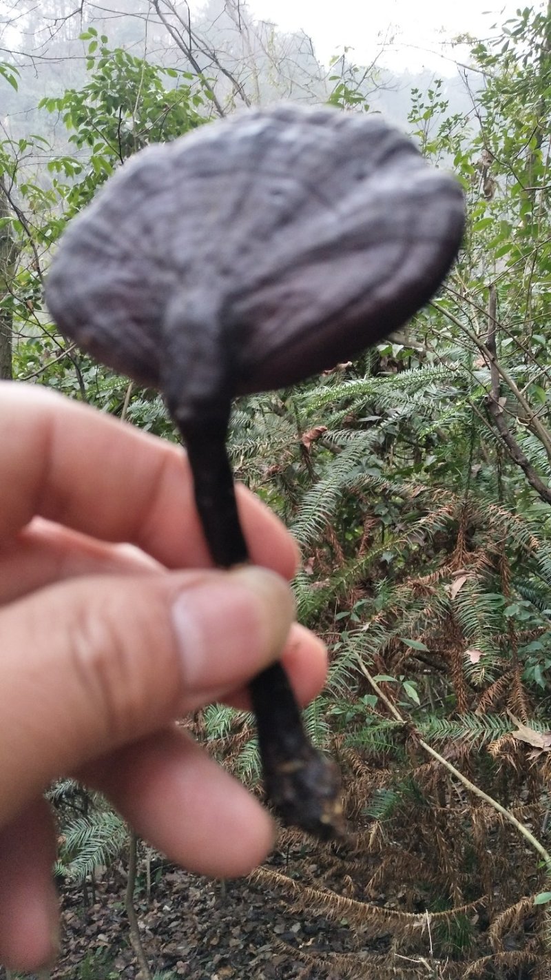灵芝王(湘西野生赤灵芝)