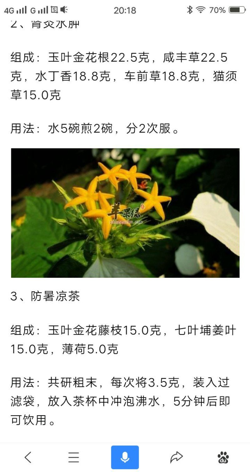 广西.中药野生（玉叶金花）