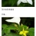 广西.中药野生（玉叶金花）