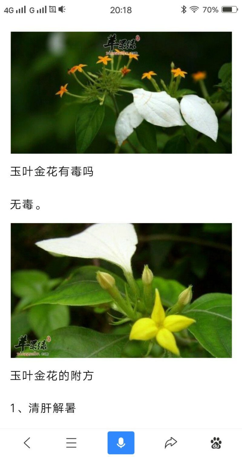 广西.中药野生（玉叶金花）