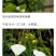广西.中药野生（玉叶金花）