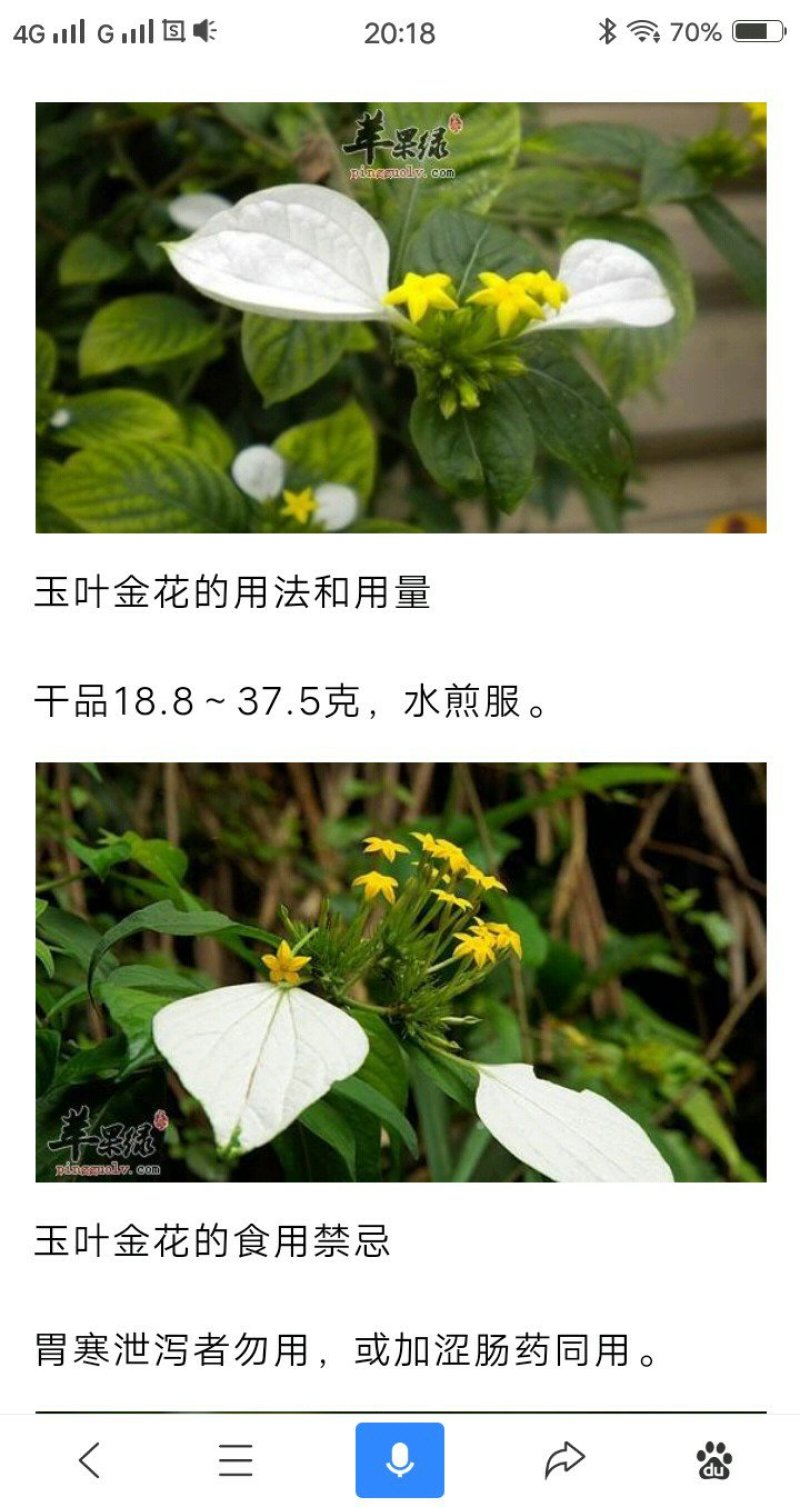 广西.中药野生（玉叶金花）