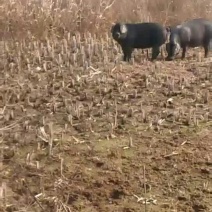 笨养一年的黑毛土猪肉。需要的请