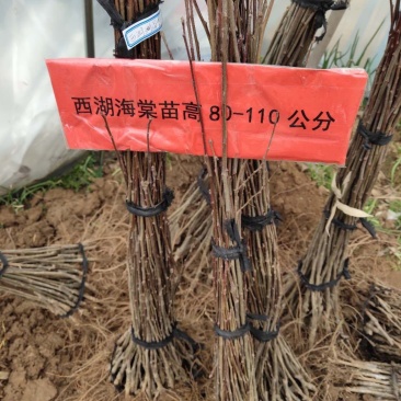 海棠苗西湖海棠苗垂丝海棠苗可以视频看货选货价格