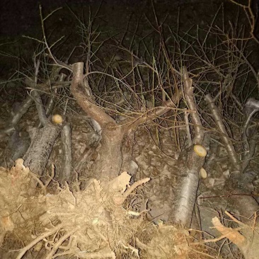 大量苗木低价处理）大小规格