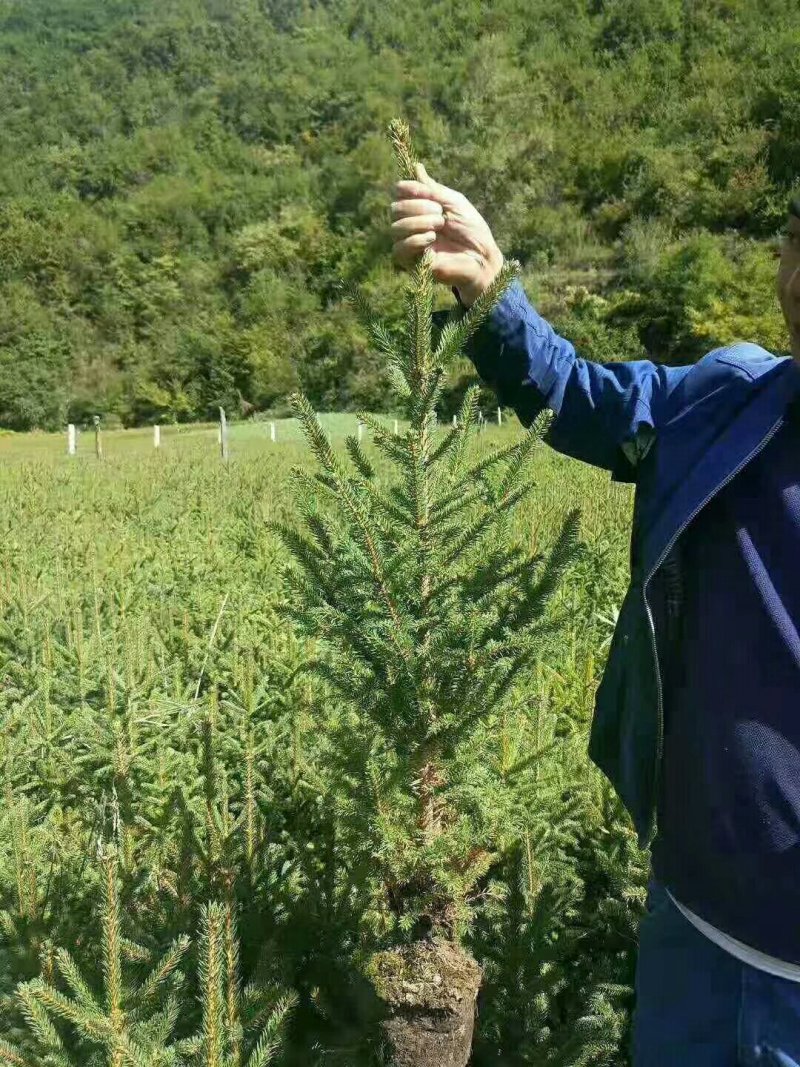 营养钵