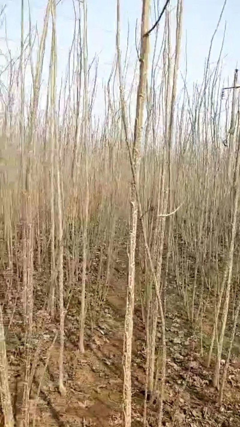 3412无絮杨树