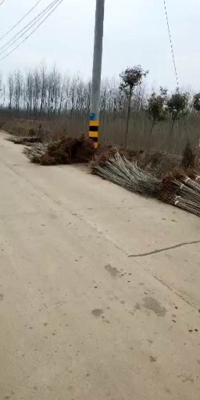 3412无絮杨树