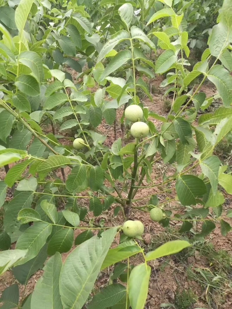 核桃苗，山西核桃苗，核桃苗大量出售