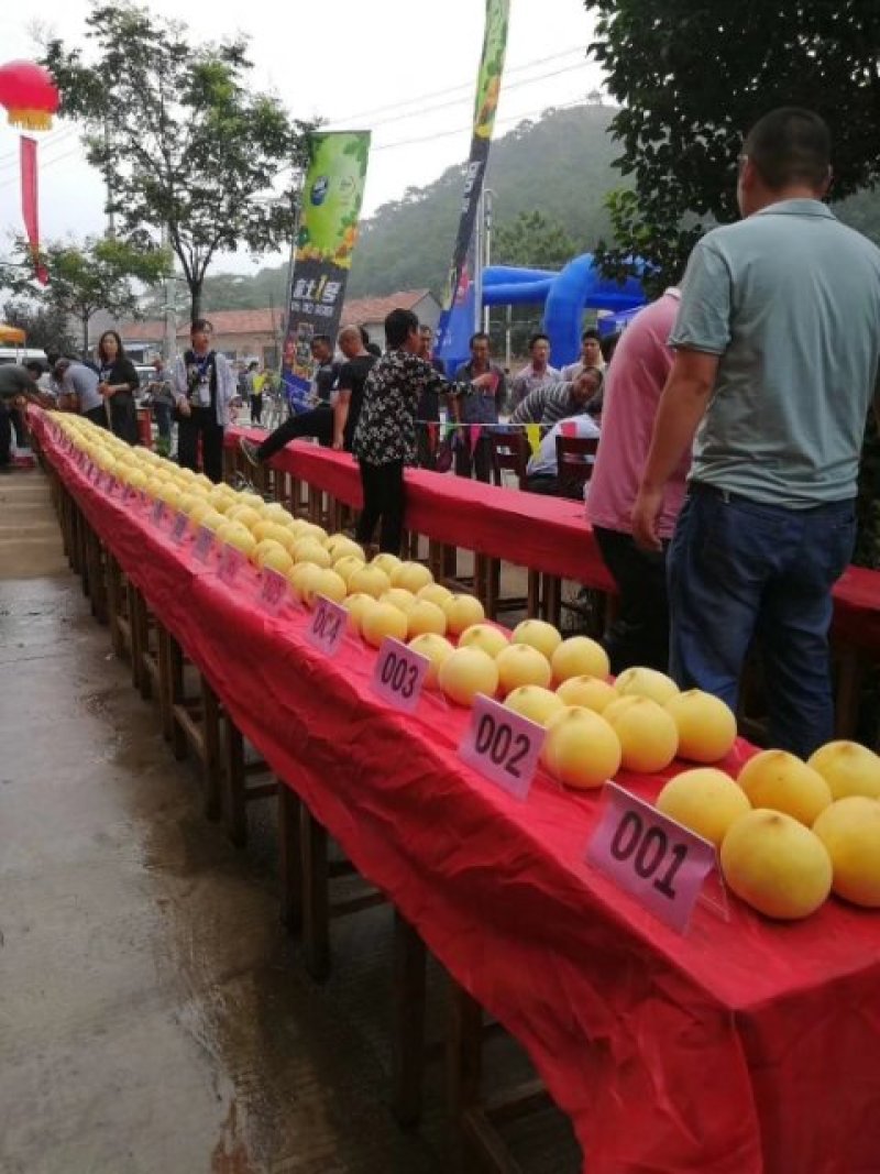 沂源金黄金桃，看好沂源不是沂水，金黄金原产地。离核大黄桃