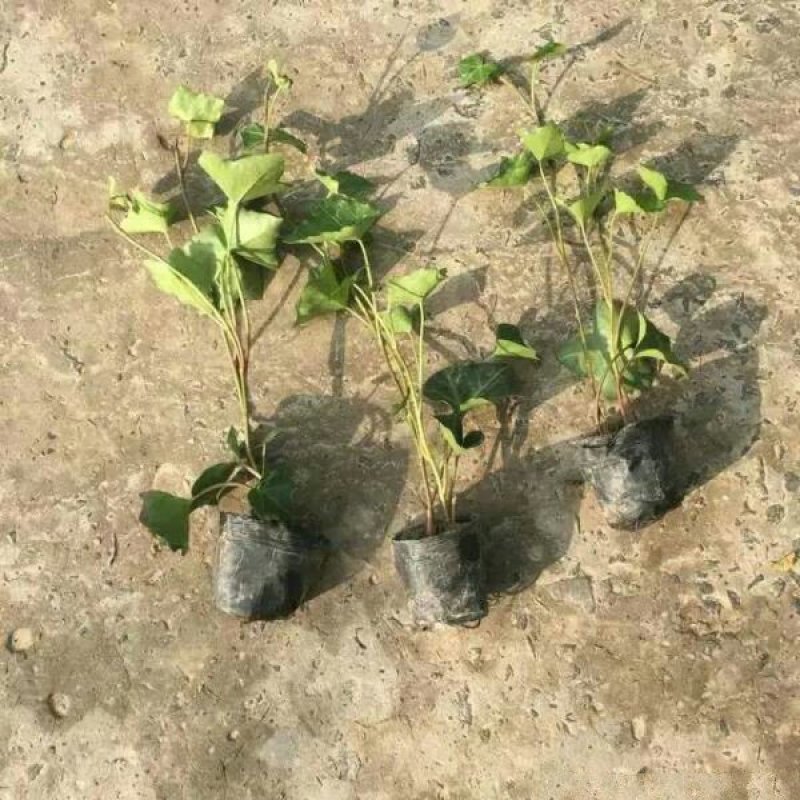 常年批发供应爬山虎小苗价格优惠，规格有一年生两年生高度2