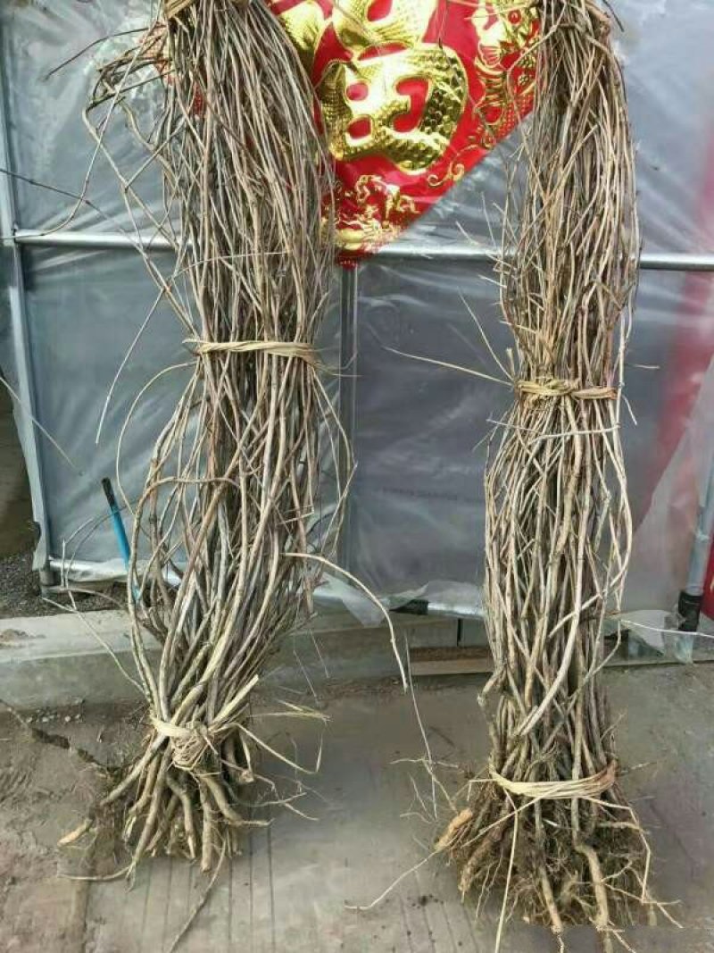 常年批发供应爬山虎小苗价格优惠，规格有一年生两年生高度2