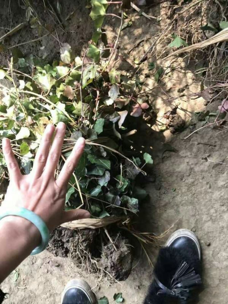 常年批发供应爬山虎小苗价格优惠，规格有一年生两年生高度2