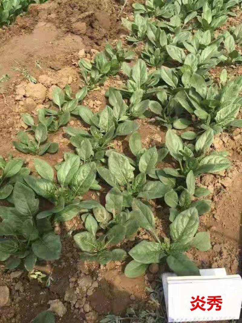 进口耐热菠菜