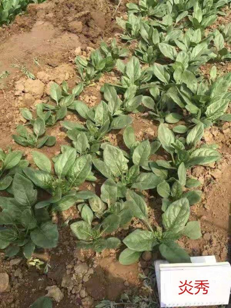 进口耐热菠菜