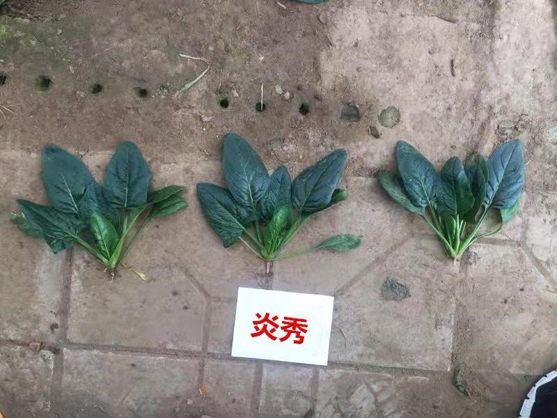 进口耐热菠菜