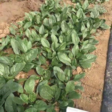 进口耐热菠菜