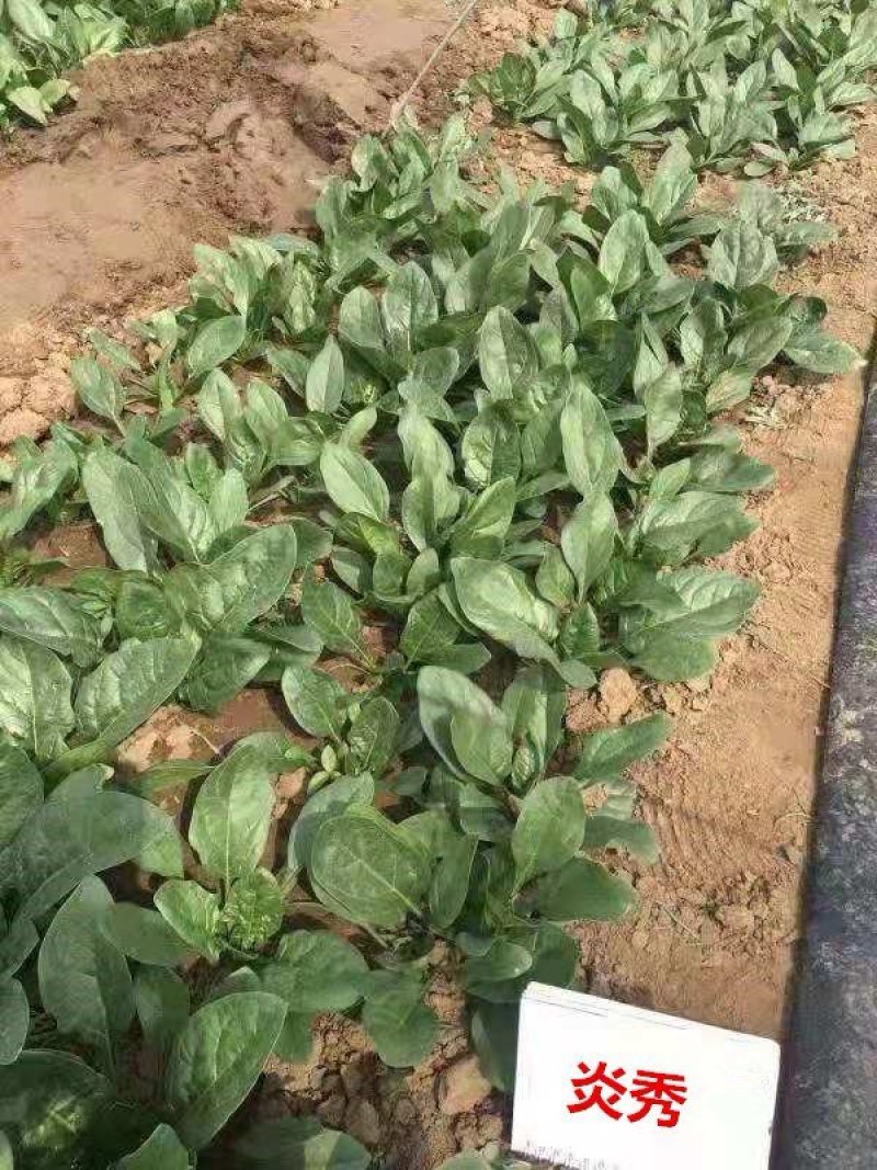 进口耐热菠菜