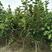 玉兰树，常年批发苗圃货苗圃大量出售欢迎来电咨询