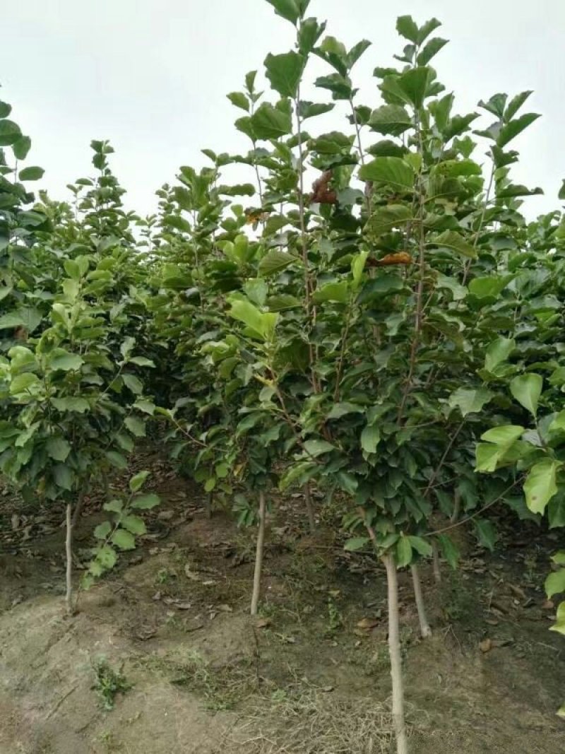 玉兰树，常年批发苗圃货苗圃大量出售欢迎来电咨询