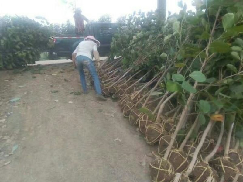 玉兰树，常年批发苗圃货苗圃大量出售欢迎来电咨询