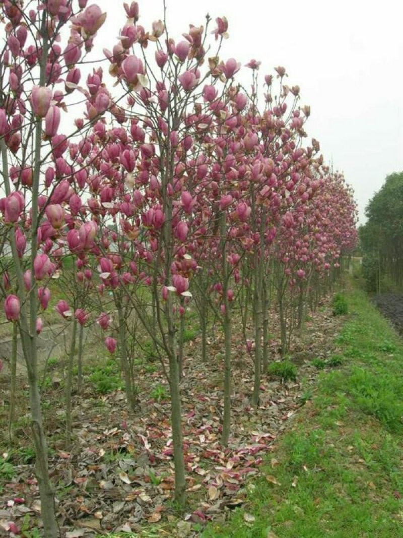 玉兰树，常年批发苗圃货苗圃大量出售欢迎来电咨询