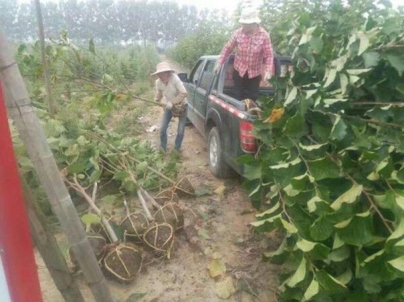 玉兰树，常年批发苗圃货苗圃大量出售欢迎来电咨询