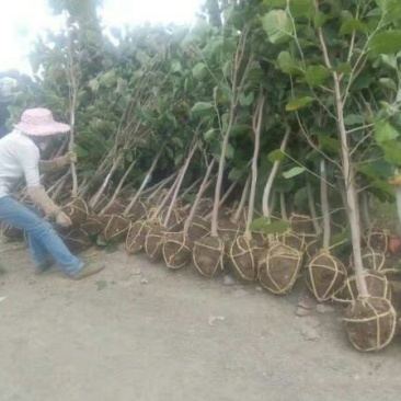 玉兰树，常年批发苗圃货苗圃大量出售欢迎来电咨询