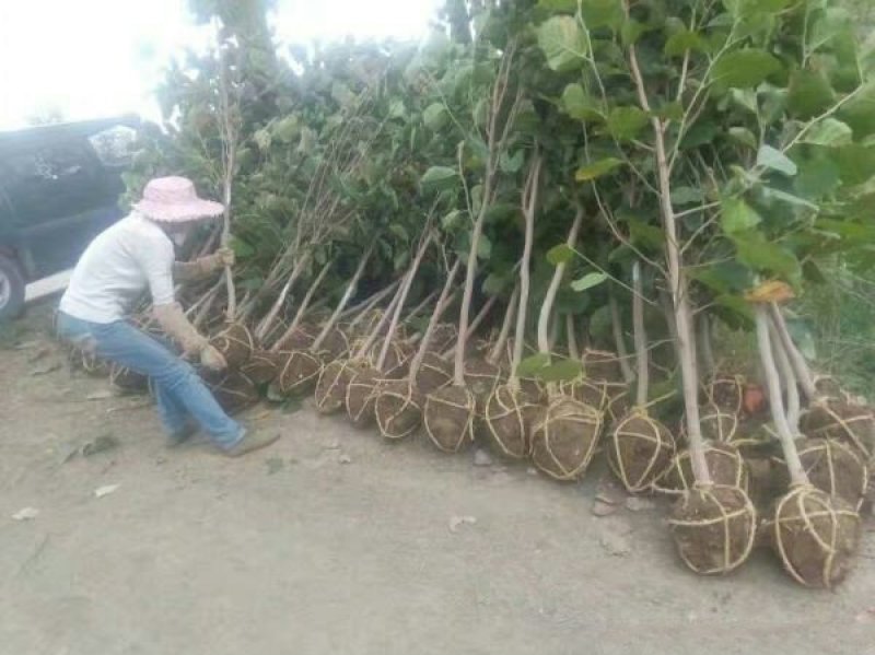 玉兰树，常年批发苗圃货苗圃大量出售欢迎来电咨询