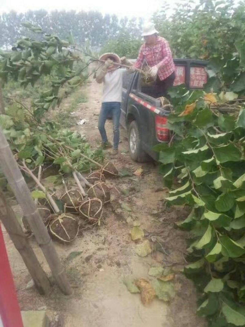 玉兰树，常年批发苗圃货苗圃大量出售欢迎来电咨询