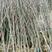 玉兰树，常年批发苗圃货苗圃大量出售欢迎来电咨询