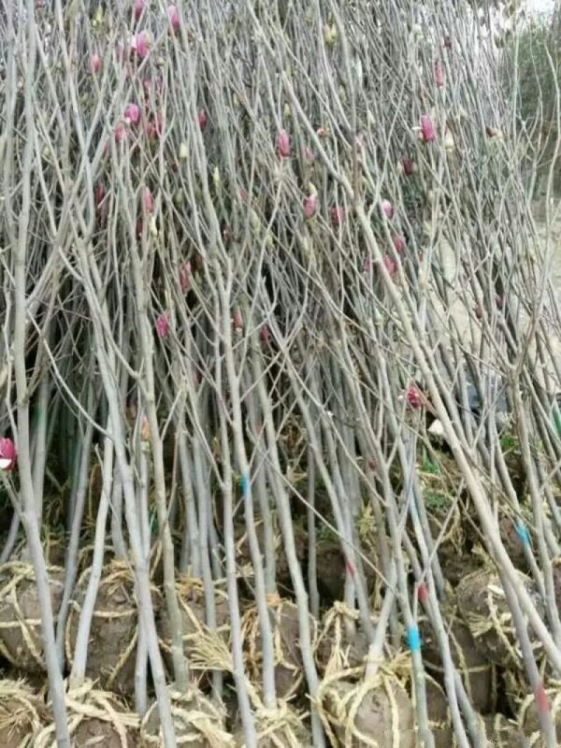 玉兰树，常年批发苗圃货苗圃大量出售欢迎来电咨询