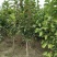 玉兰树，常年批发苗圃货苗圃大量出售欢迎来电咨询
