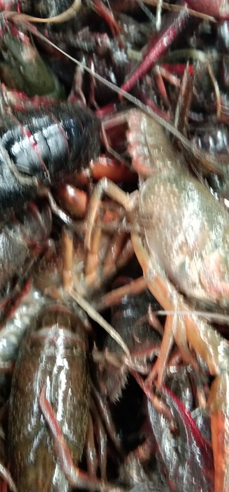 龙虾