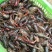 龙虾