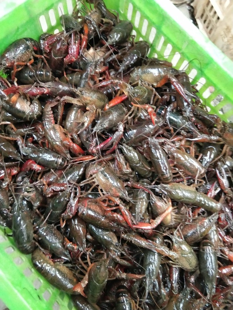 龙虾