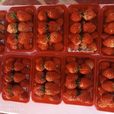 正宗红颜优质草莓水果