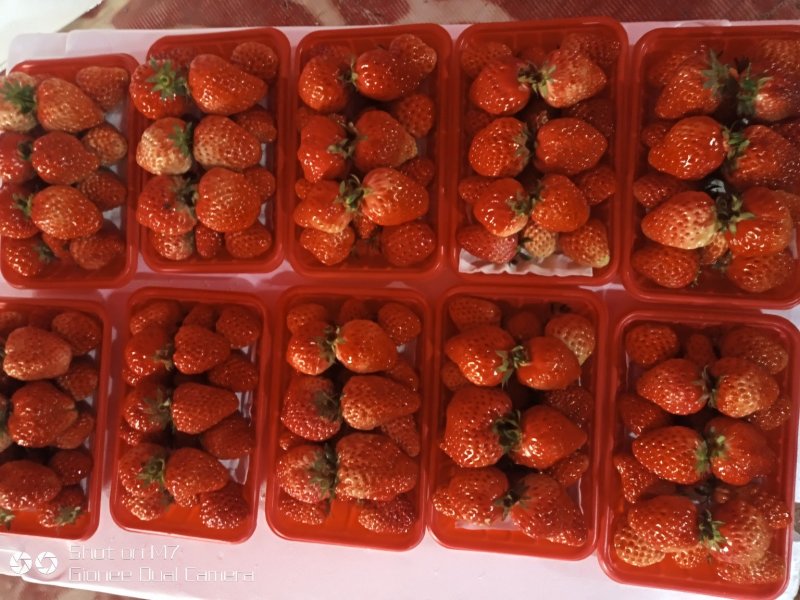 正宗红颜优质草莓水果